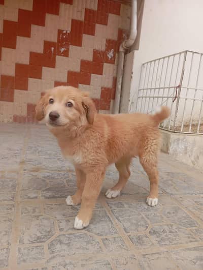 Duck tolling retriever Labrador  Age 2.5 months Vaccine yes Weight 5.5