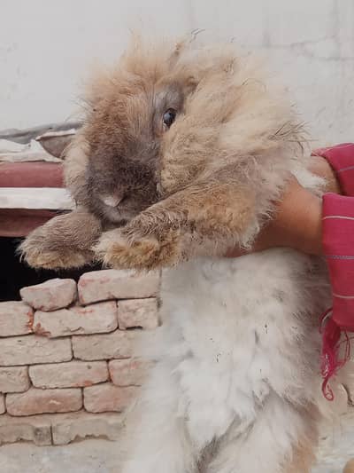 English angora