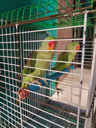 2no male hain hand time hai