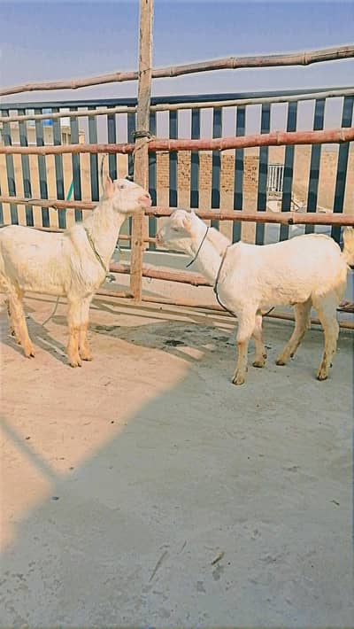 teddi goat, barbari goat, tedda bakra, goat kids, galmori, rajanpuri