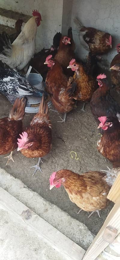 golden misri hen for sale 1500