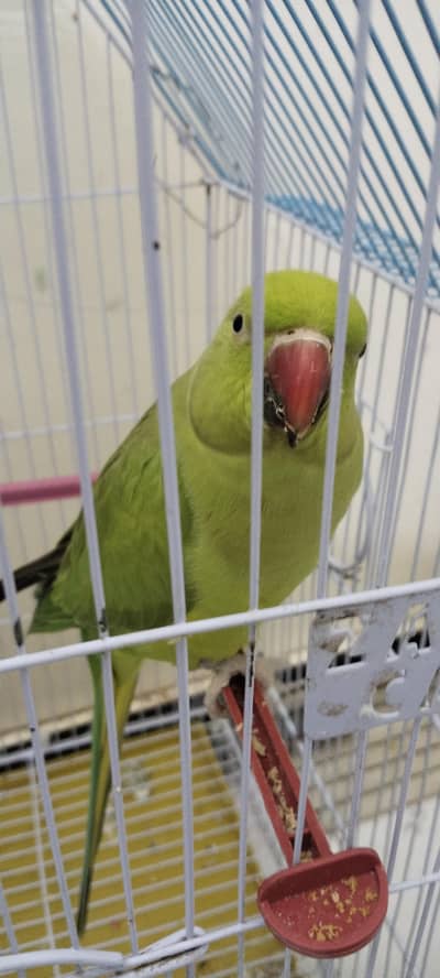 Wild Talking Parriots