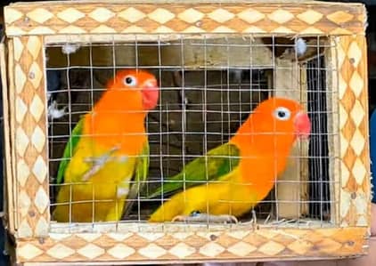 lovebirds breeder pairs for sale