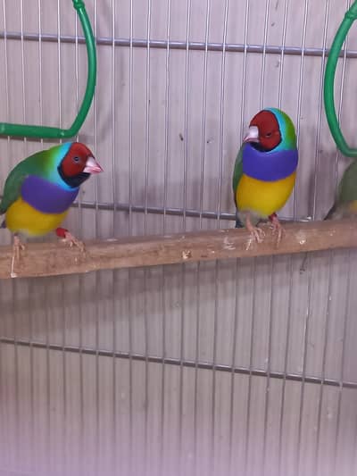 Home breed Gouldian Finches Available for Sale