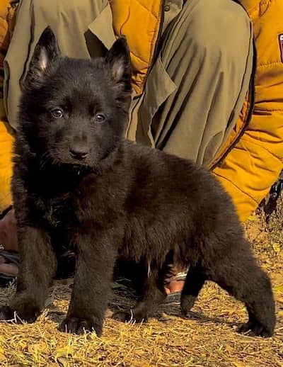 Balck Shepherd Dabal coata male available for sale