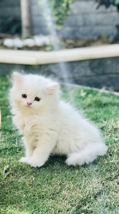 Persian kittens