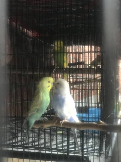 Beautiful Quality Rainbow Budgies pair