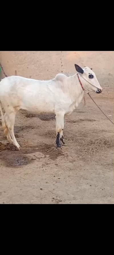 Fateh jangi pure blood line wachi