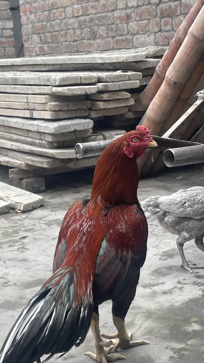 Aseel Murga For Sale