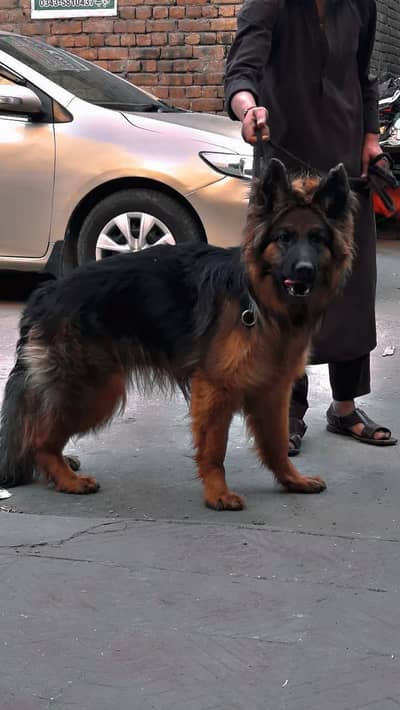 Pedigree German shepherd female available for sale