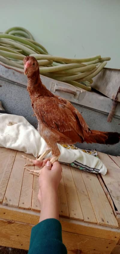 aseel Madi for sale delivery All over Karachi