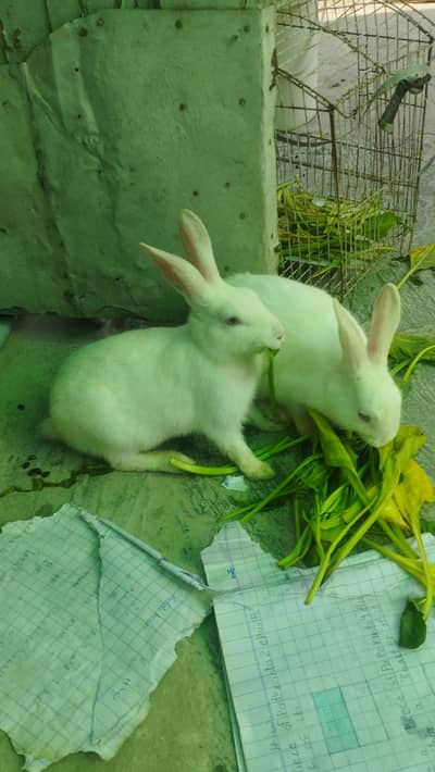 Red Eye Rabbits Pare