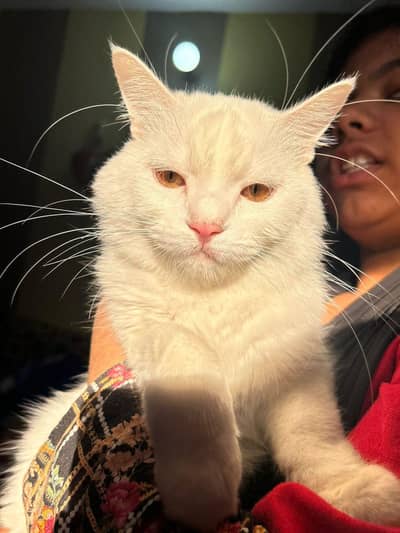 doll face Persian cat with daughter