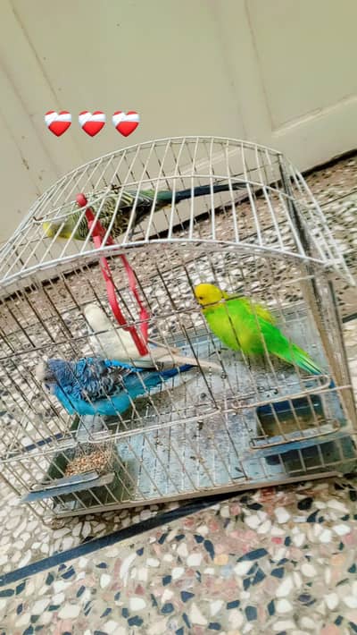 Australian budgies. 2 pairs.