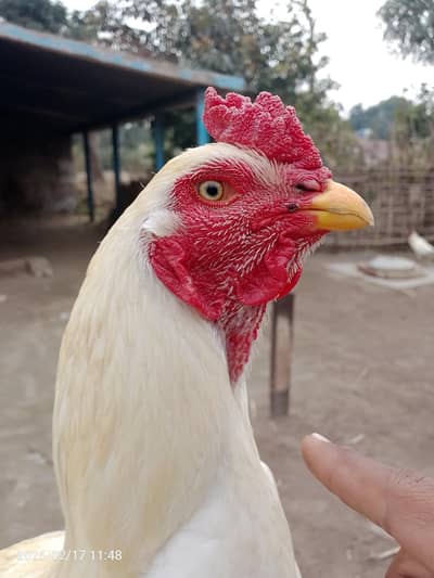 pure miandi aseel breed