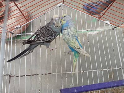 budgies breeder pair