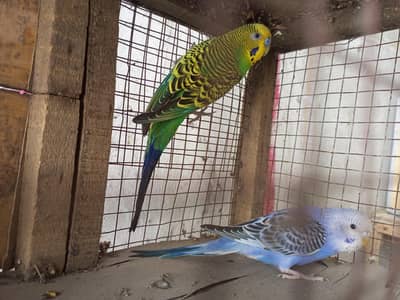 budgies breeder pair