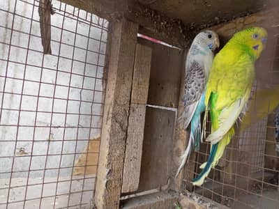 budgies breeder pair
