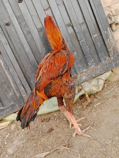 Burmi vaitnam pakoy imported neck locker