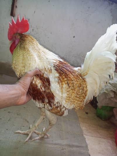 leghorn roaster | Active or chust | ghar ka pala hoa