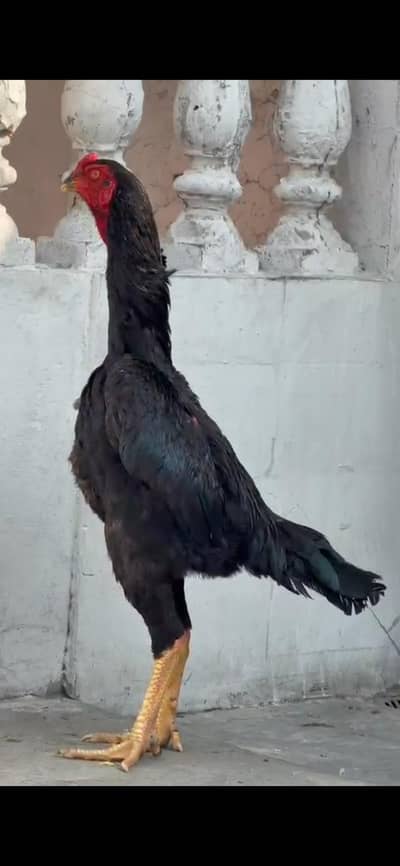 pure black o shamo male