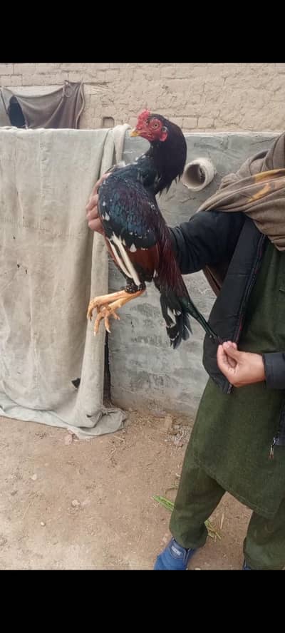 home breed ka patha he