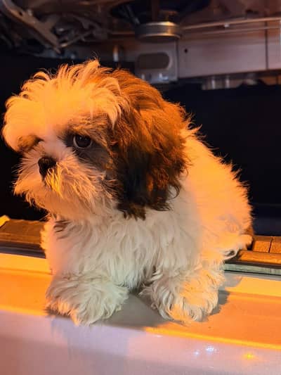 shitzu puppy 2 months old male