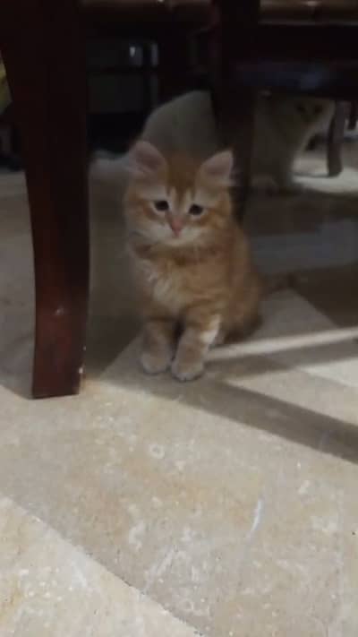 Persian Male Kitten