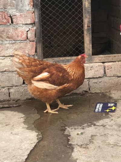 lohmen brown murghi hen desi murgha pair desi pure desi