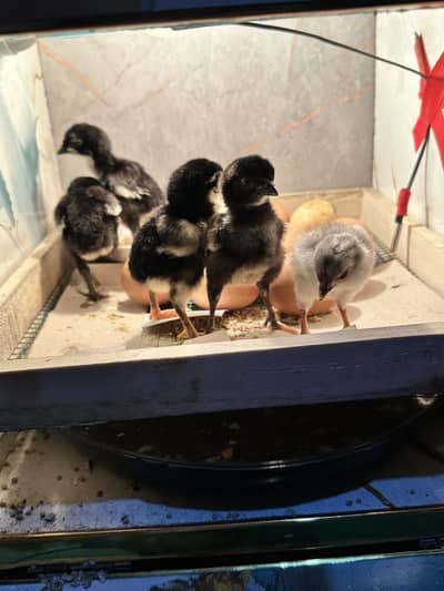 Top quality Panus pakoya Chiks Availble