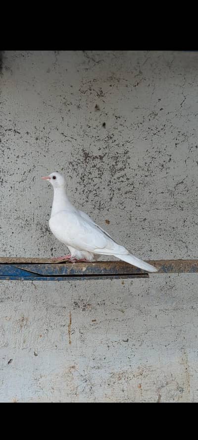 Dove pair white female