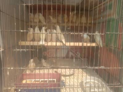 Lutino goldian chiks