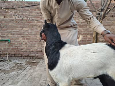 abluck teddy for sale