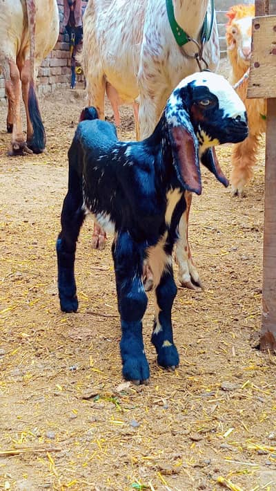 makhi cheeni bakri with 2 male baby