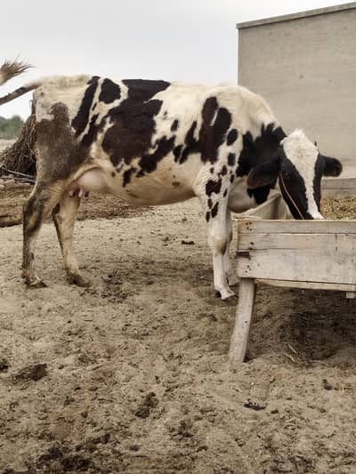 frezan cow for sale