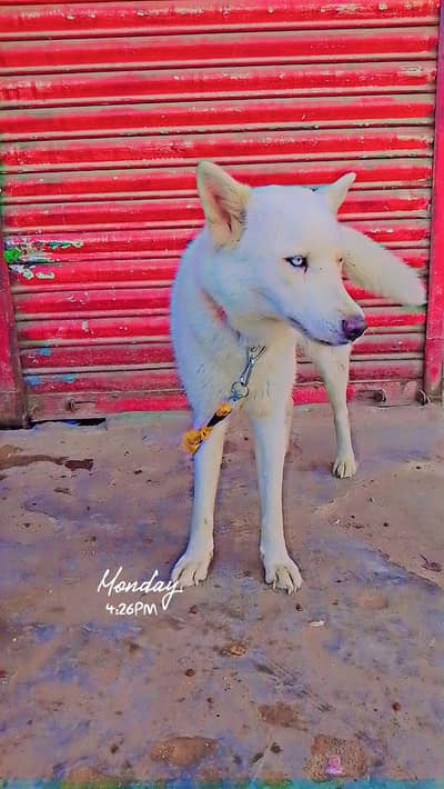urgent sale husky