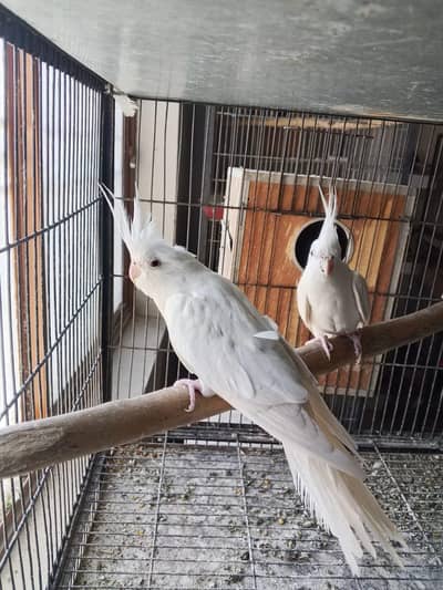 ENO White, Common White Red Eyes Cocktails  For Sale