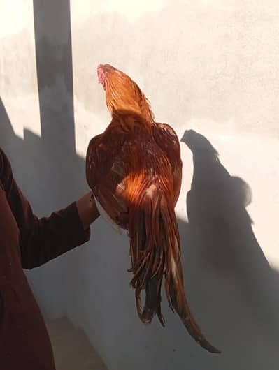 pure aseell mianwali top no 1