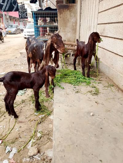 kamori bakri with kids