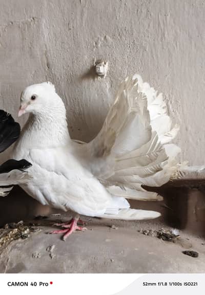 Lucky Pigeon with 2 chicks for sale