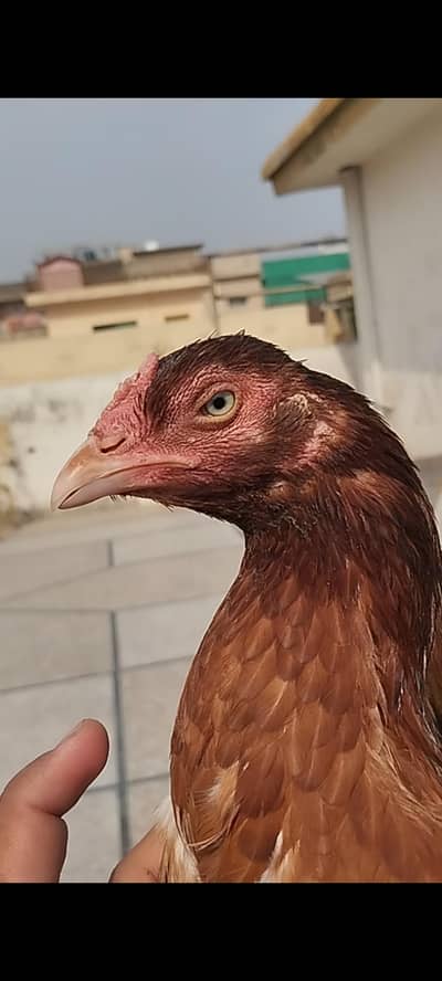 blue eyes chorus nali Aseel quality Female 0/3/0/0/0/5/7/3/5/7/9