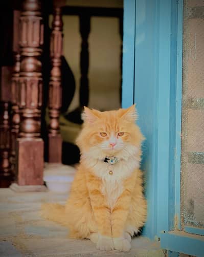 Persian Cat For Sale