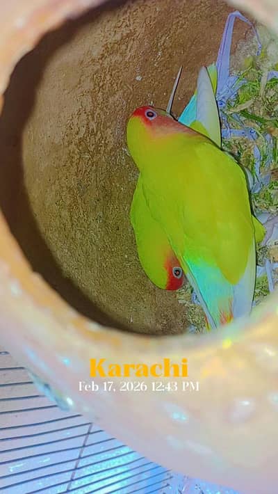 coacktaisl hand tame and common lutino red eyes