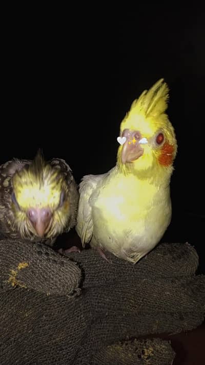 coacktaisl hand tame and common lutino red eyes