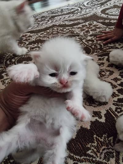 punch face white extra long hair kitten