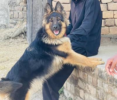 German shepherd long Cote