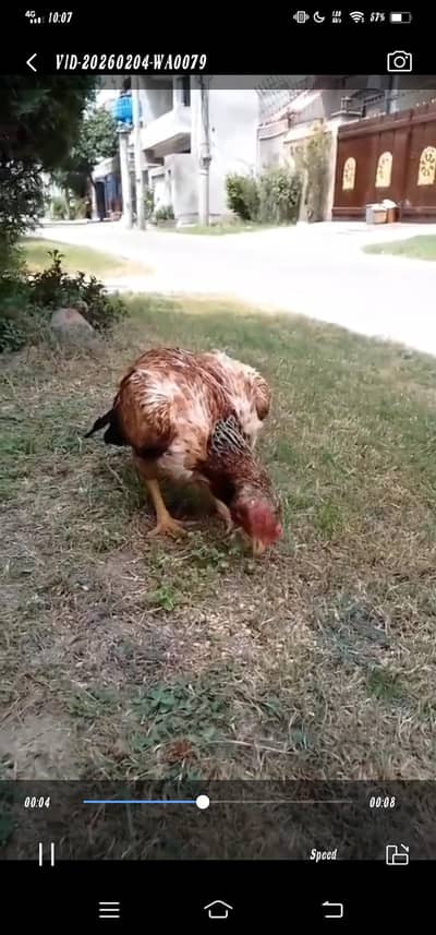 Aseel murgi urgent for sale