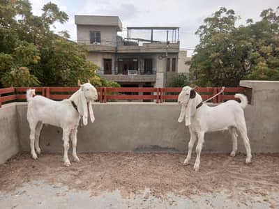 Gulabi bakray 100% pure  / Breeder