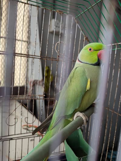 green parrot for sale