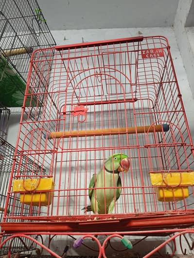 pehla kalima parhta hai Allah ho kehta hai assalamualaikum bhi kehta h